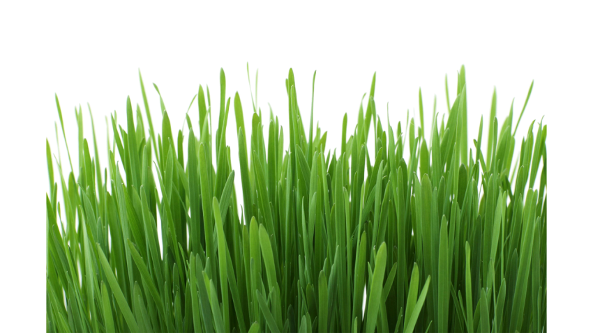 Realistic grass PNG with dew drops for digital designs